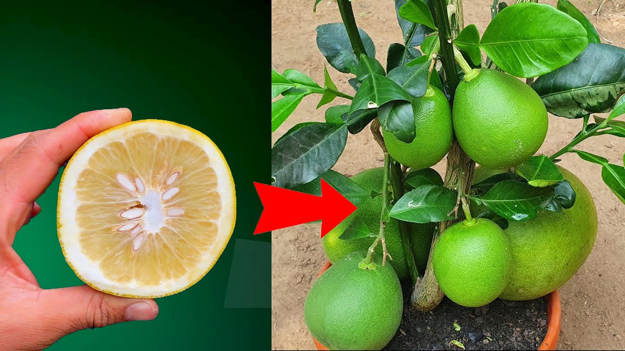 Techniques for growing oranges with orange bark for those who do not know