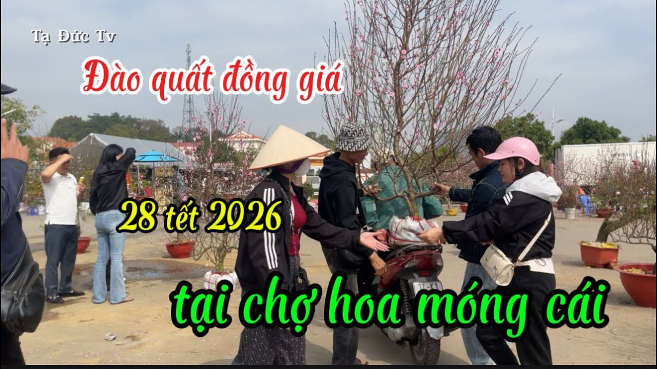 toang đào quất tại móng cái giá thu hồi vốn đề về quê
