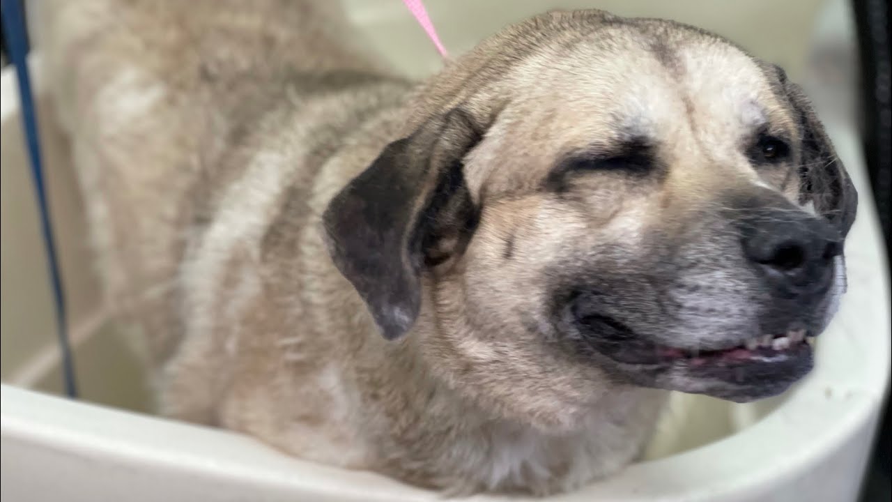 There Was Hair Everywhere | Graffiti Grooming