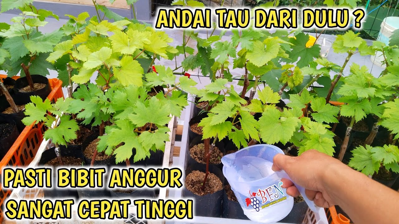 Cara Memupuk Bibit Anggur Agar Sangat Cepat Tinggi Tinggi Sekali !!!