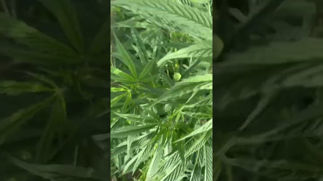2025 outdoor grow no topping