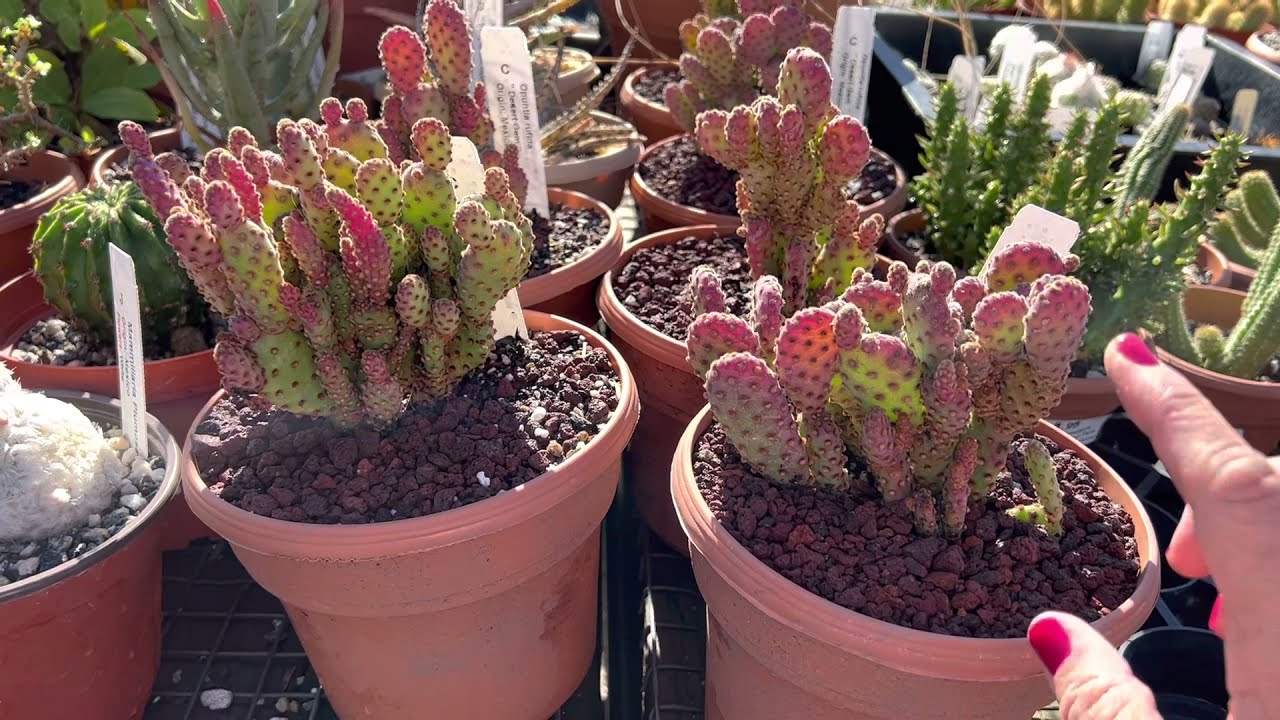 Opuntia rufida 