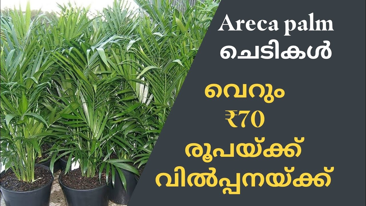 Areca palm Plant വെറും ₹ 70 രൂപയ്ക്ക് #plants #sailing#flawers#Shemiz Sk