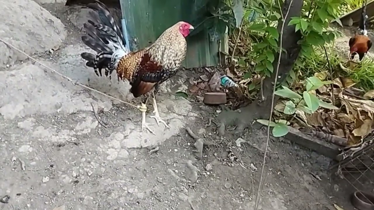 MIKE RAŇOA BACK YARD BREADER #LITODOLOSAVLOG #MANOKPANGSABONG 