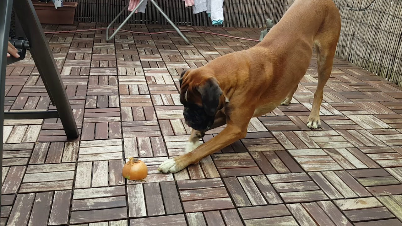Deutscher Boxer gegen Zwiebel