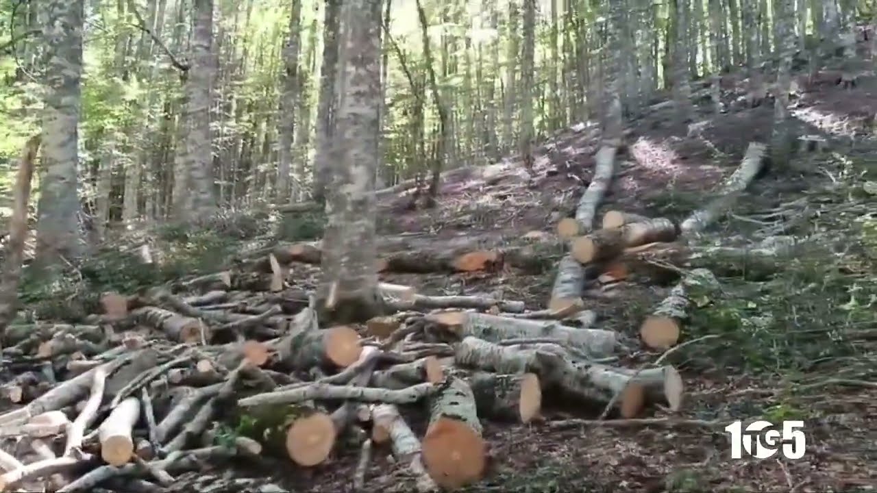 PIAGGINE TAGLIO BOSCO CERVATI COCCORULLO PARCO 9OTT