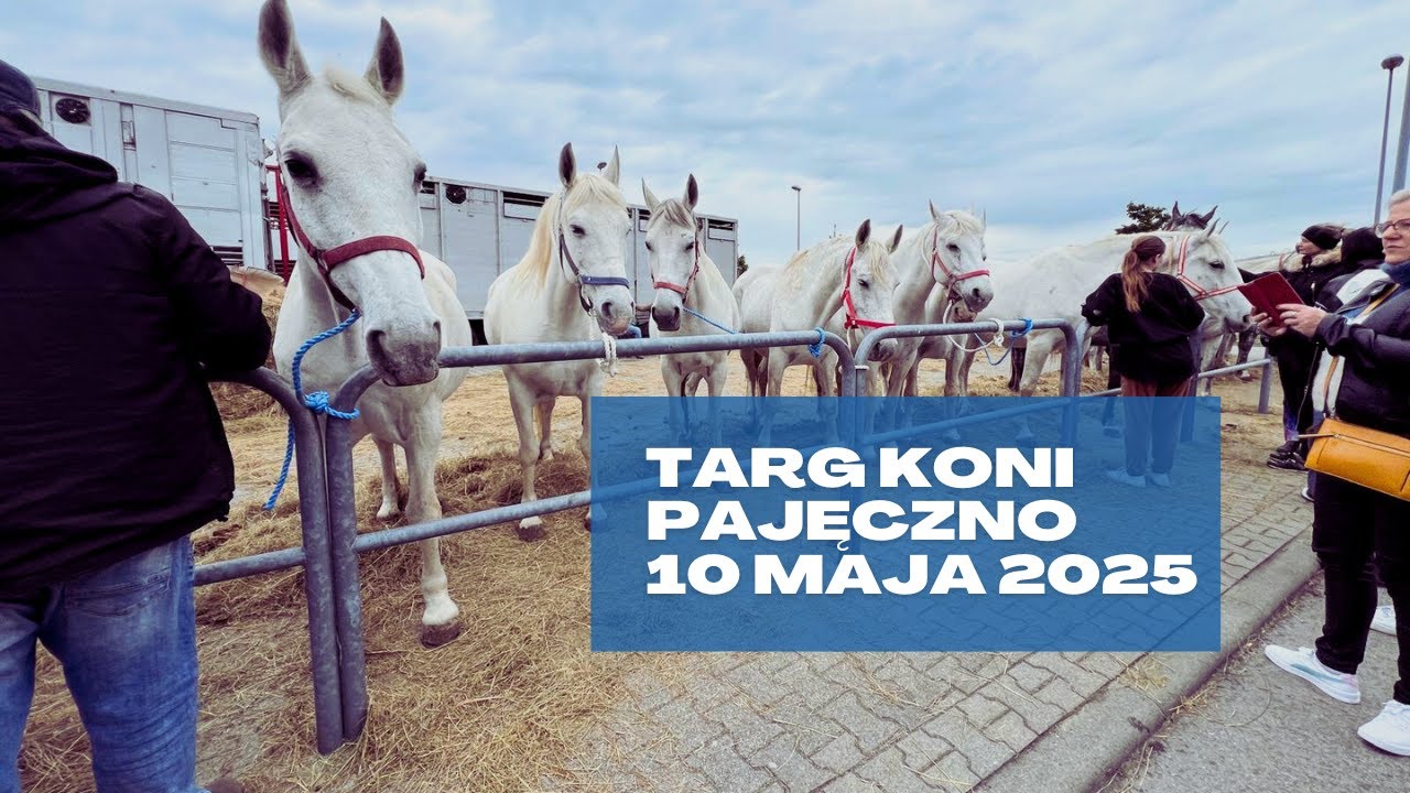 Targi Końskie, Pajęczno 10 maj 2025 - Targ koni