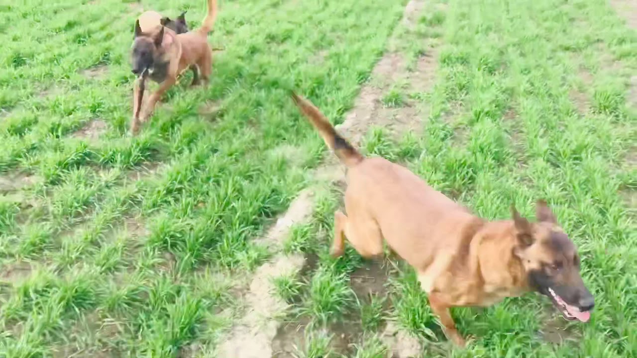 Племенные суки &ldquo;Vyatkins&rsquo; Malinois&rdquo; на прогулке