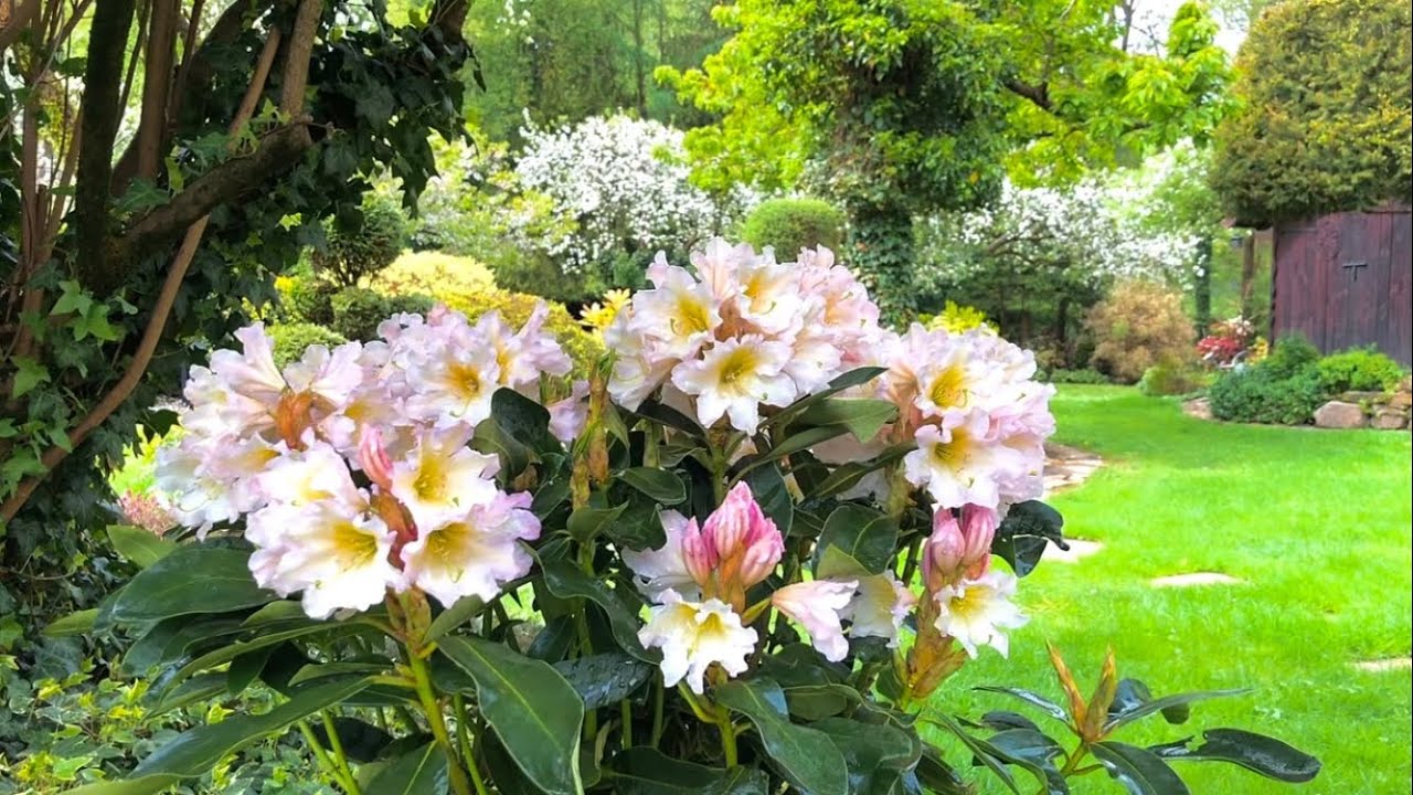 Rododendron Dufthecke Weiss pachnące kwiaty. Rarytas