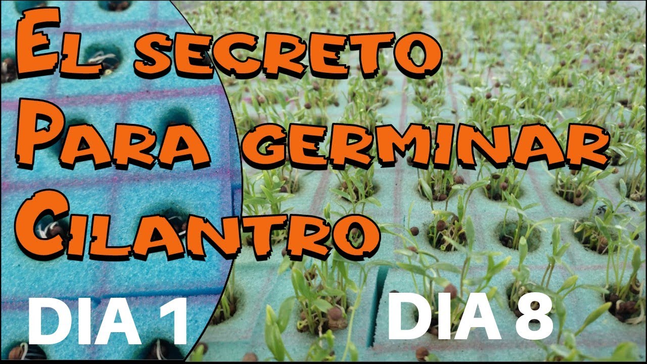 Como germinar cilantro 100% EFECTIVO guía completa(PASO A PASO)te revelo el secreto