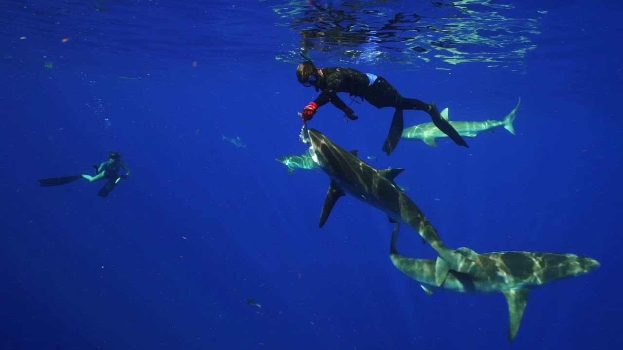 Shark Addicts Customer Video