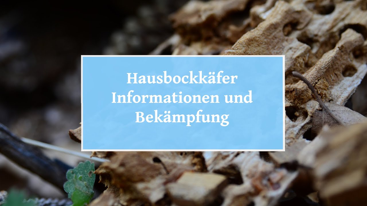 🏡  Hausbockkäfer – Informationen und Bekämpfung