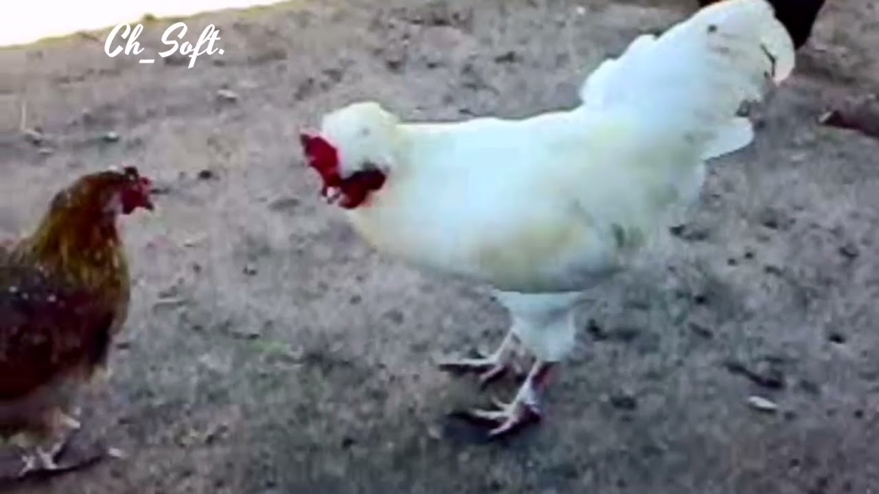 Vale Verde - Galinhas na quinta