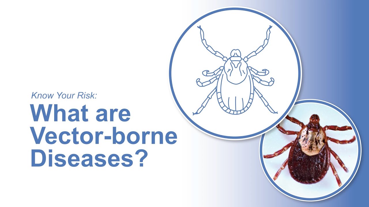 Know Your Risk: What are Vector-borne Diseases?