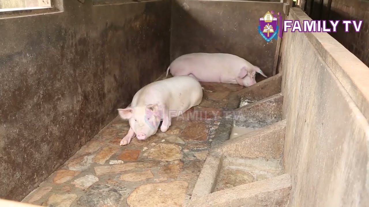 King’s College Budo: Students Turning Ideas into Action with Farming & Innovation