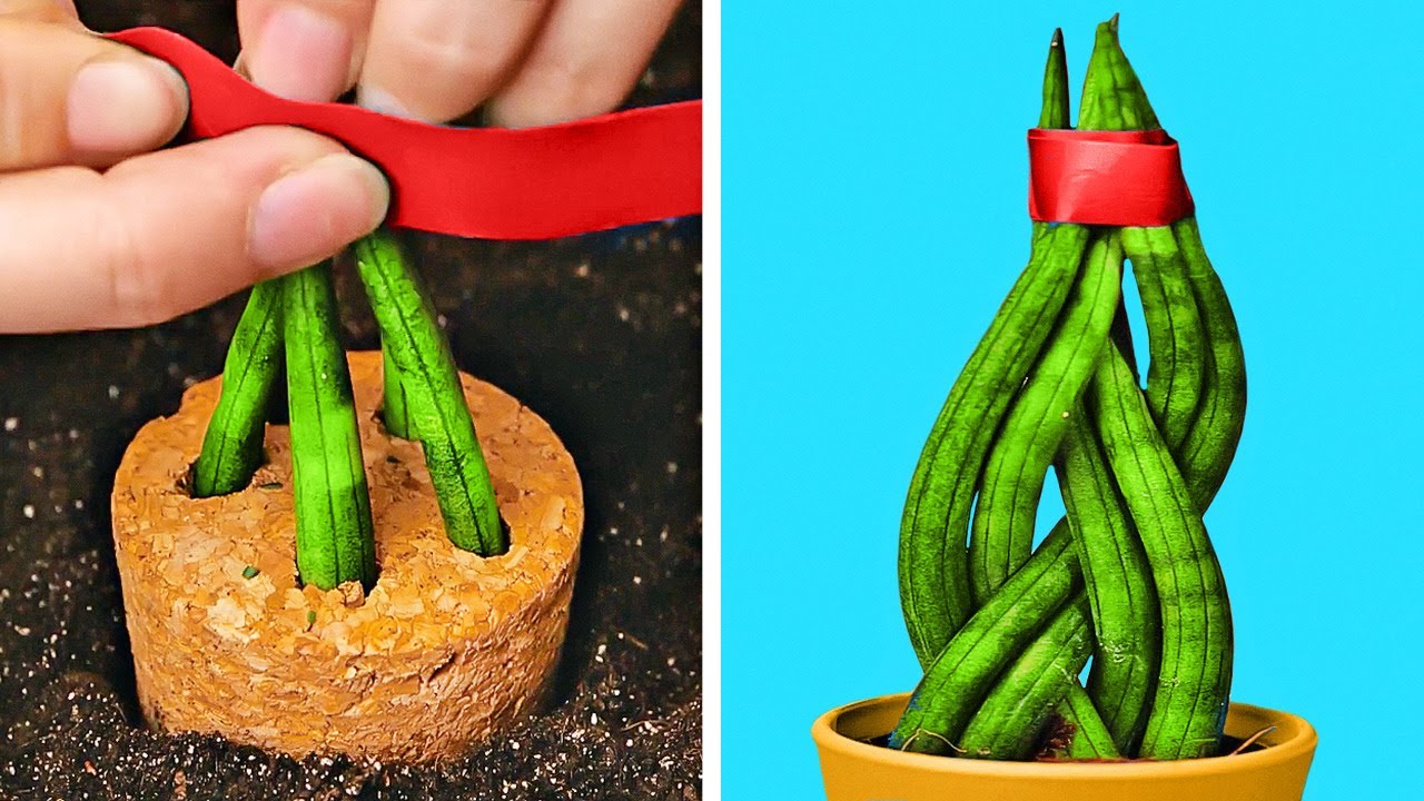 SENCILLOS TIPS DE PLANTAS PARA TU JARDÍN