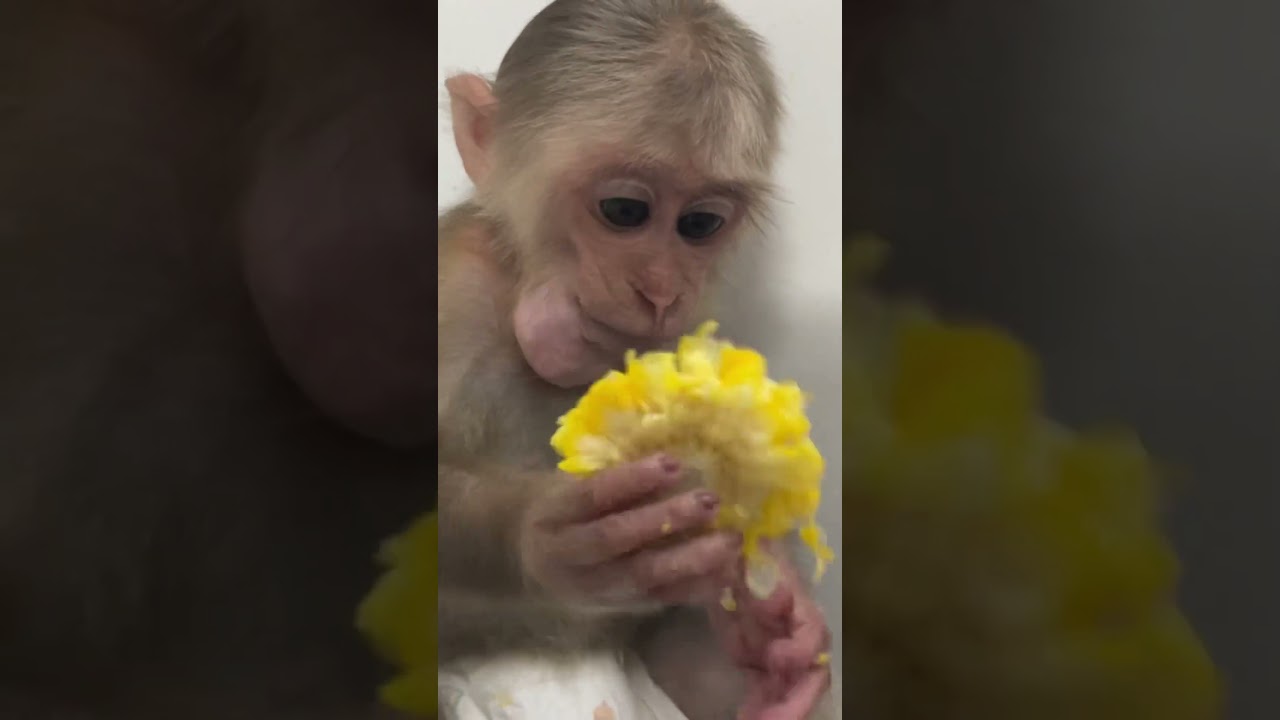 Tina and Xuka love corn and they eat a lot. #monkeyfamily