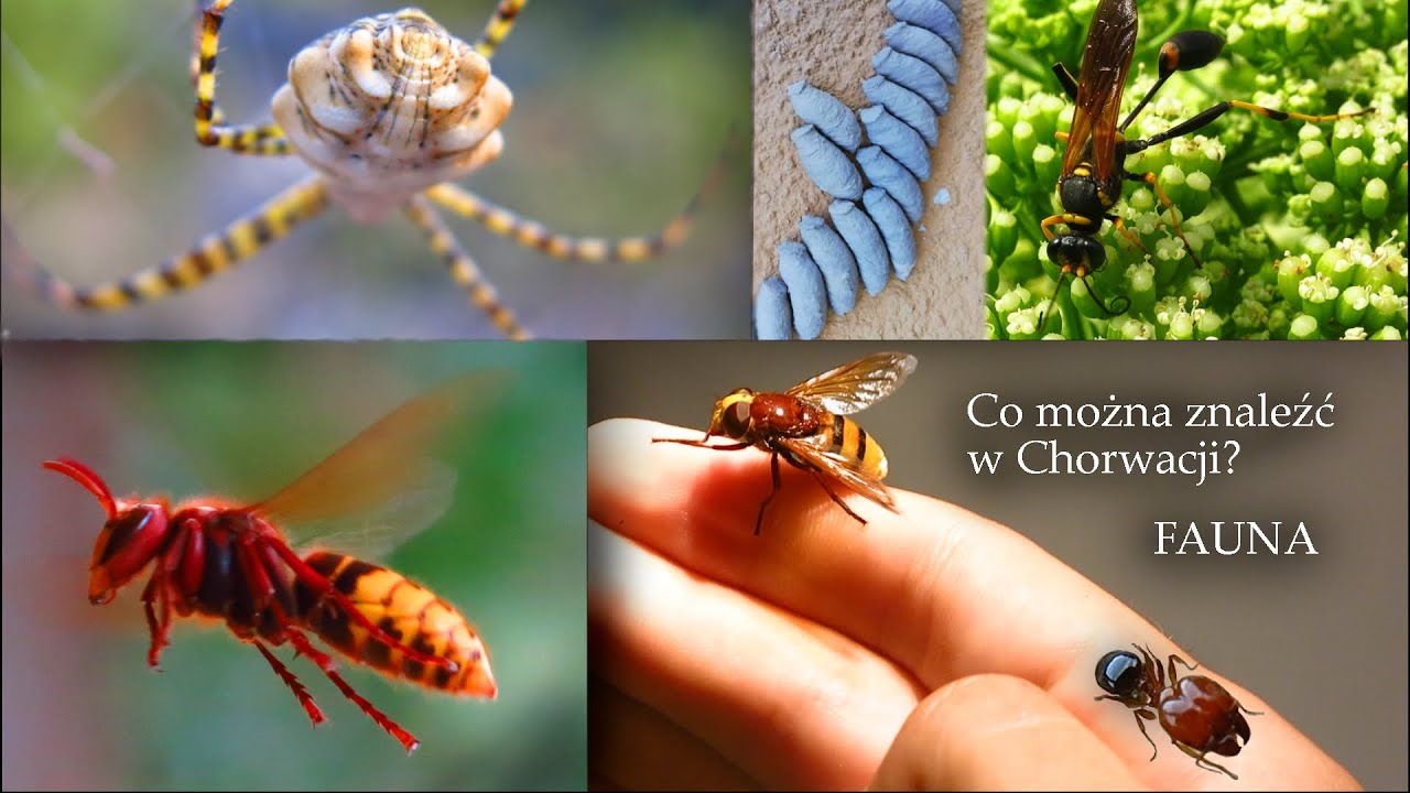 Osy i szerszenie w Chorwacji- fauna śródziemnomorska.