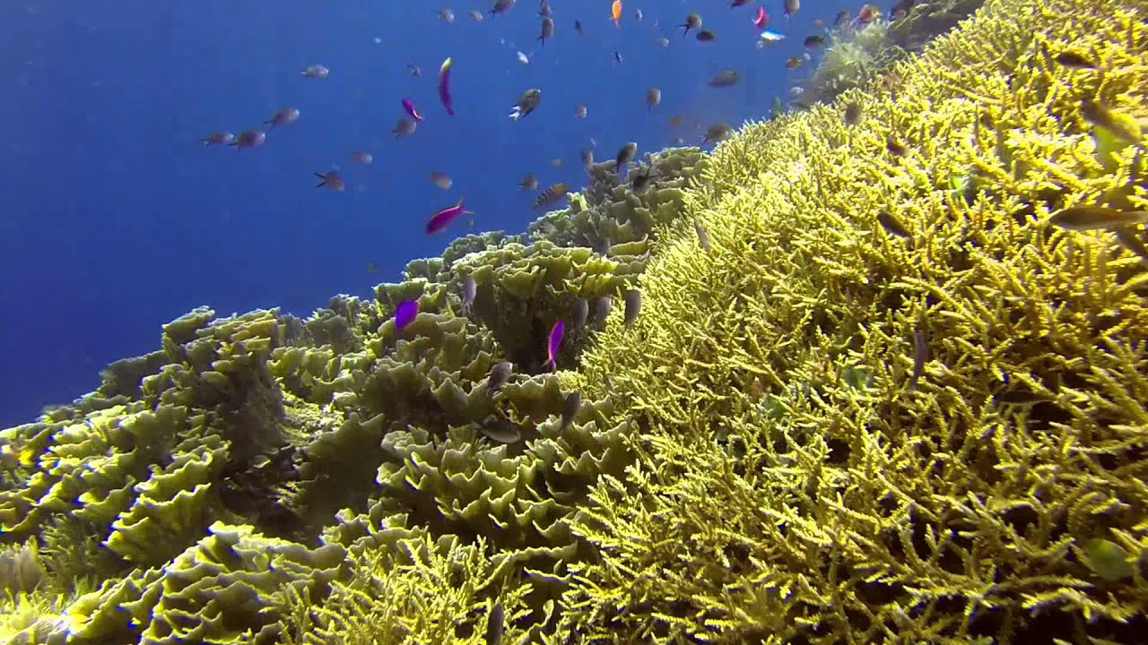 GoPro HD: Diving Pulau Bunaken