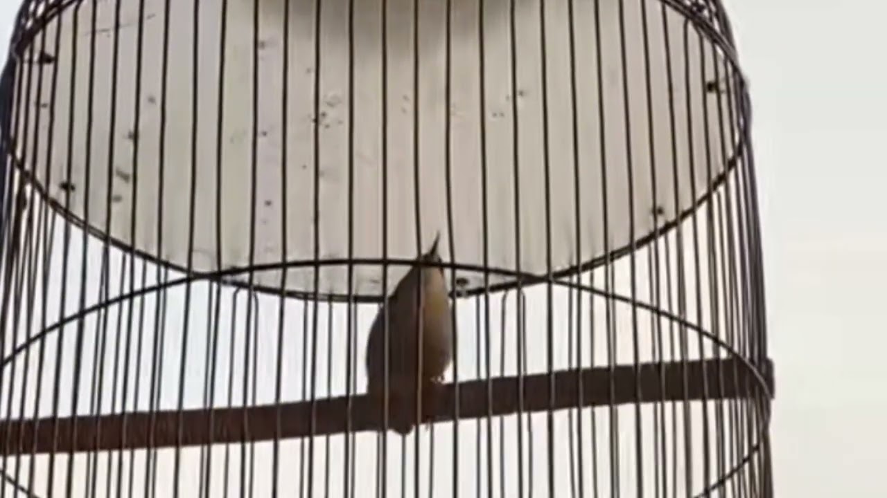 Rambatan Paruh Merah Gacor GAK ADA OBAT Cocok Buat Masteran Burung Gantangan #burung 