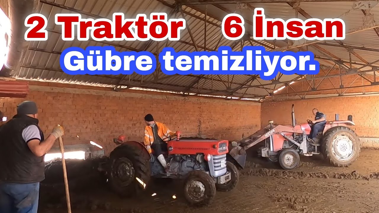 BABA OĞUL TEMİZLİK İÇİN YARIŞIYOR. MF 135 MF 266 GOLD. 6 KİŞİ GÜBRE TEMİZLİYORUZ. [GoPro]