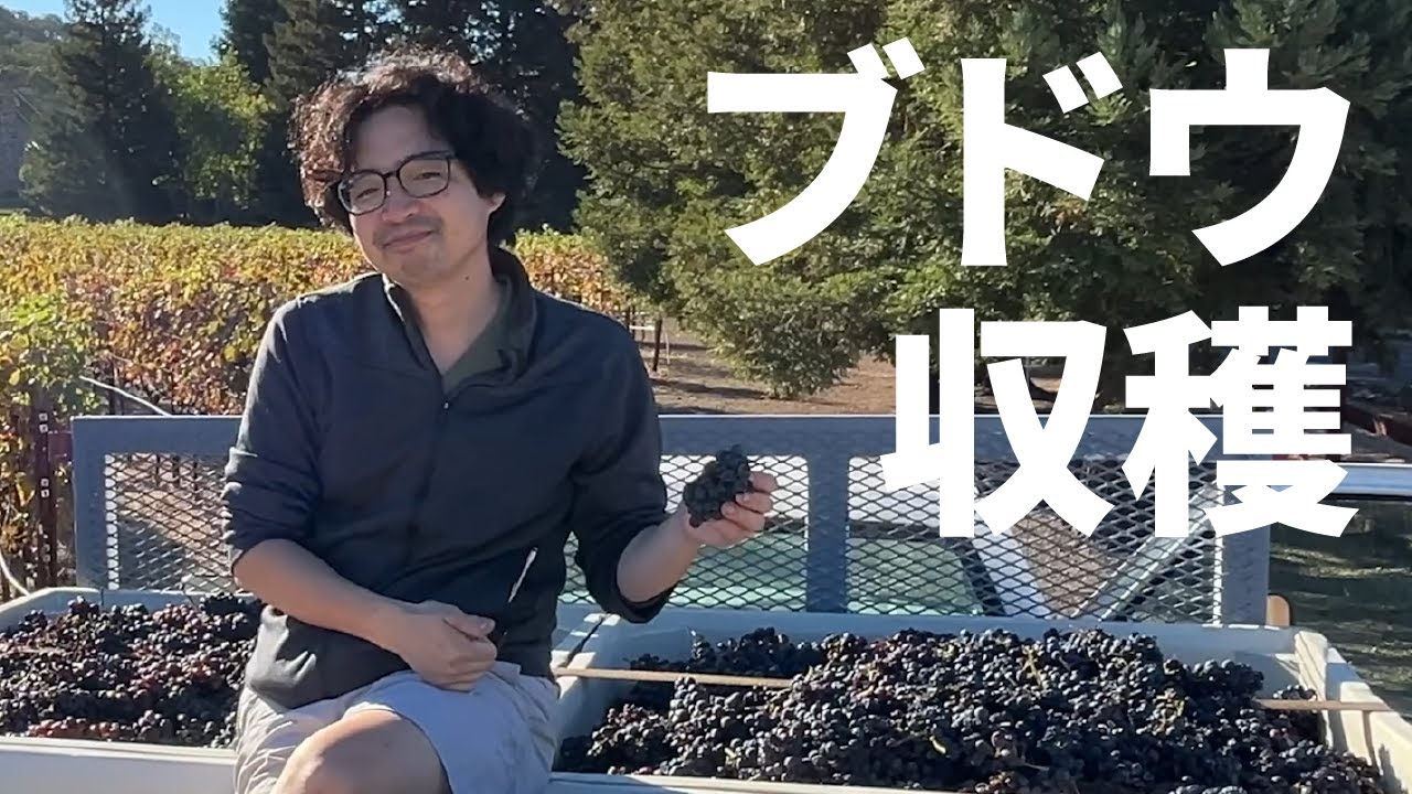 【ピエモンテ原産バルベーラ種】ちょこっとブドウ品種解説【収穫期は10月】