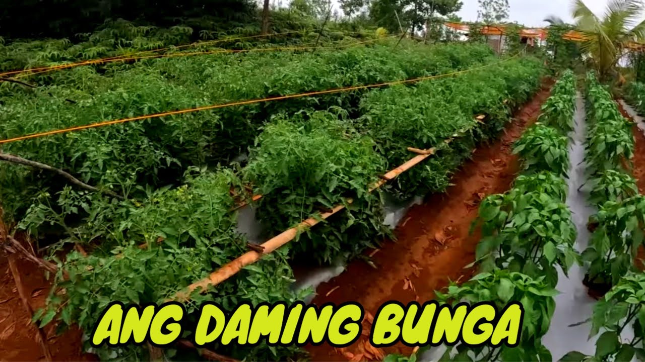 BUMAGSAK ANG IBANG PUNO NG KAMATIS