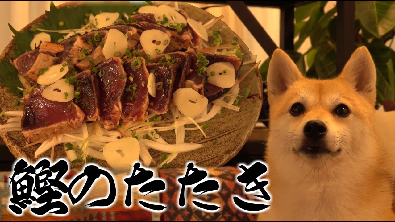 旬の味覚「戻り鰹のたたき」を食べる柴犬