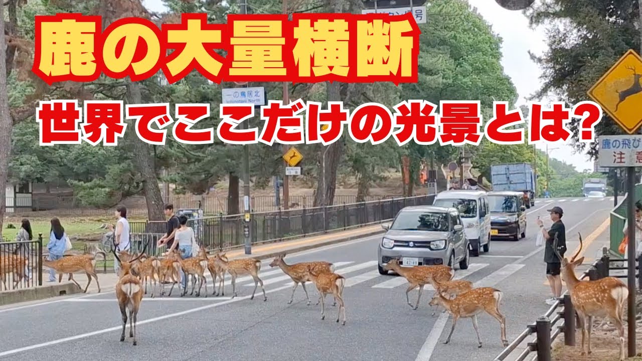 【奈良公園】鹿ファースト 鹿の大量横断を見た外国人観光客