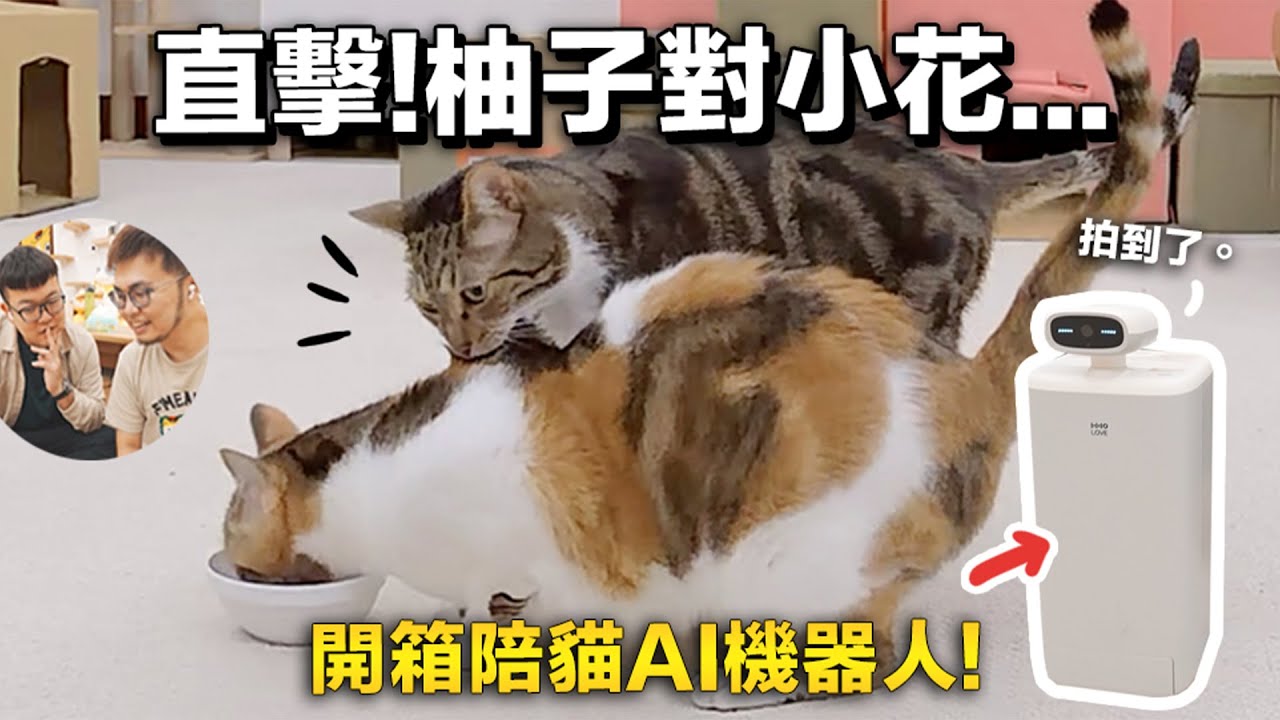 【直擊！柚子對小花... 開箱陪貓AI機器人】志銘與狸貓｜HHOLOVE O Sitter