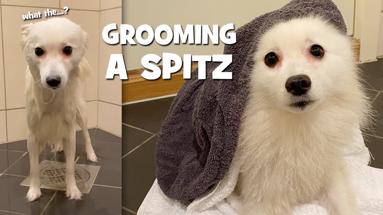 How Often Should You Groom A Japanese Spitz?
