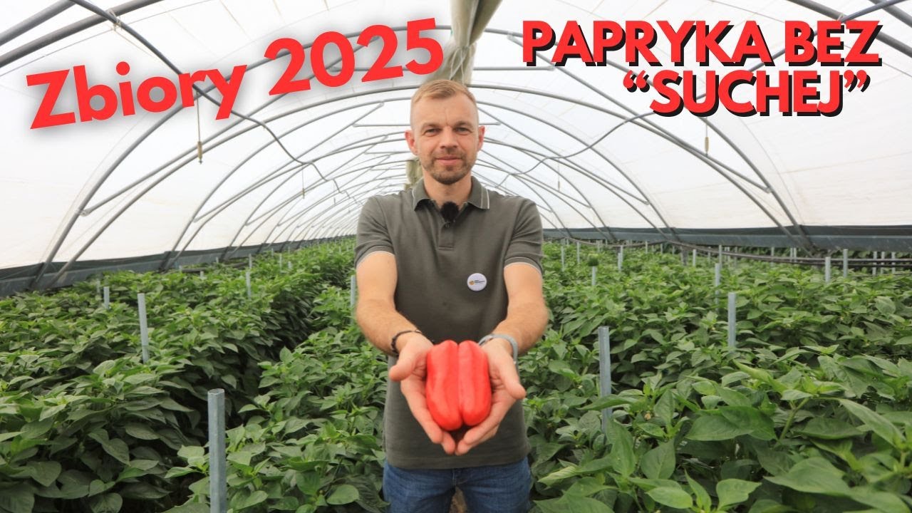 Jak zadbać o jakość papryki i nie mieć suchej zgnilizny?