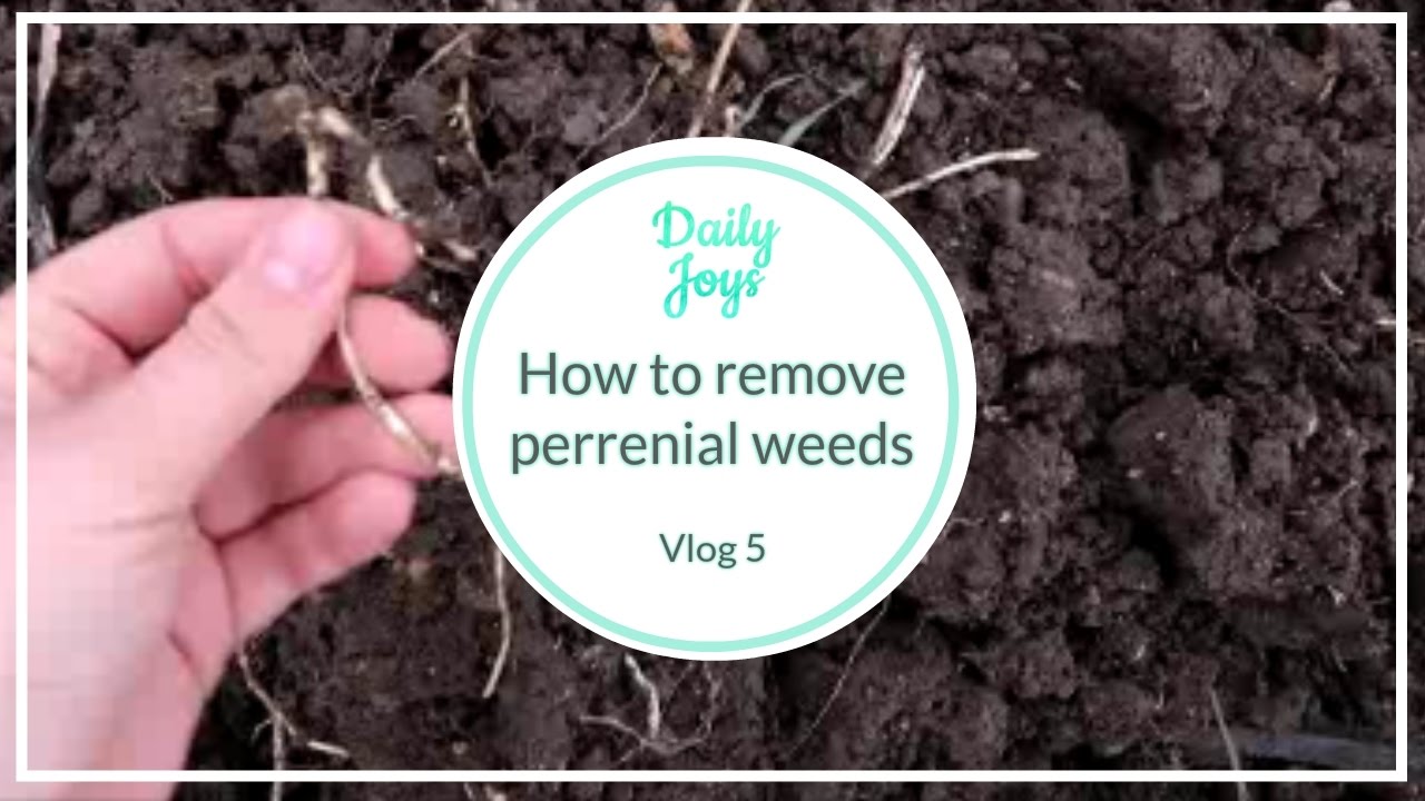 How to remove perennial weeds organically