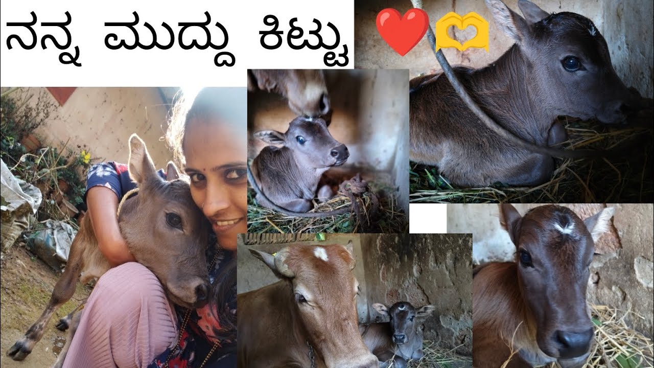 Subscribe #like#share #minivlog with gangamma and cute kittu😘😘