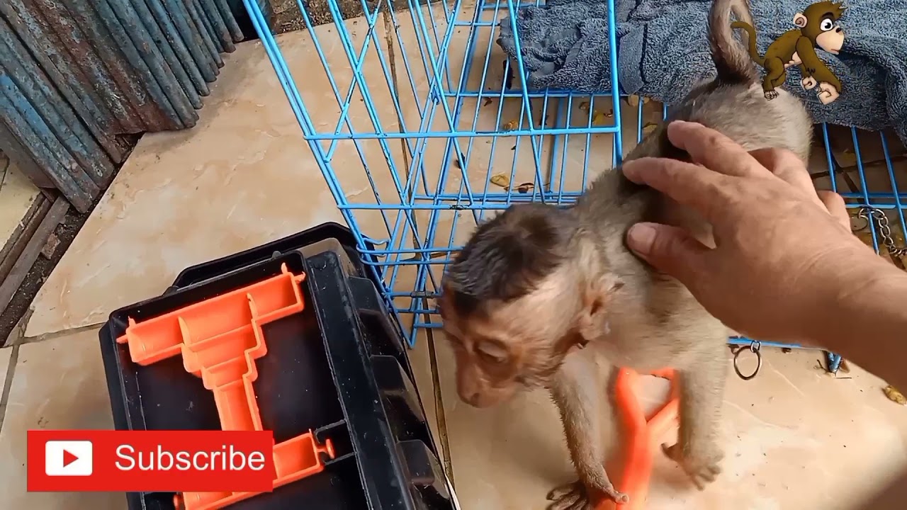 monyet beruk sudah jinak bisa di lepas