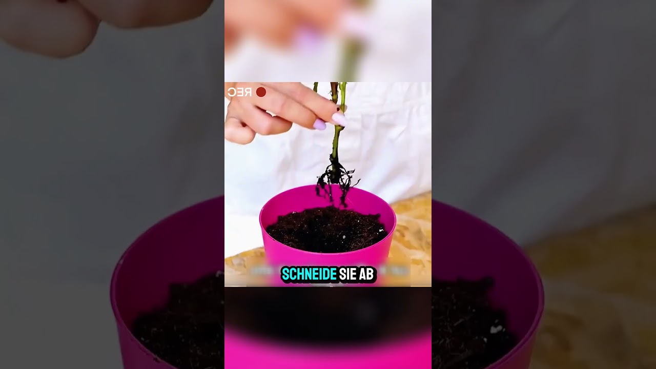 Diese Pflanztipps sind genial