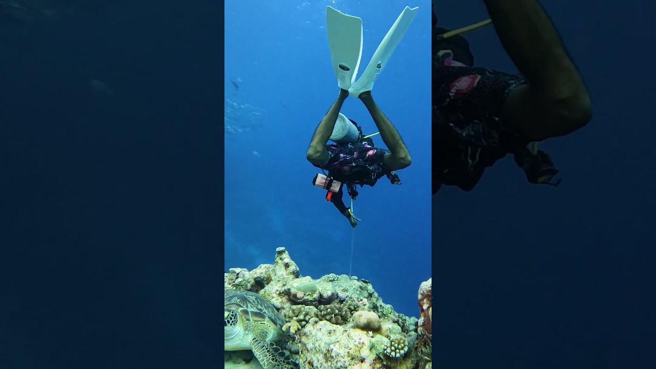 💥Luxury Meets Adventure: The Ultimate Diving Safari