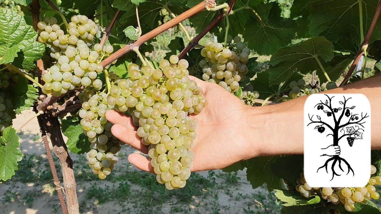 PIWI Weintrauben im Vergleich - Blütenmuskateller, Donauriesling, Donauveltliner und Pinot Nova