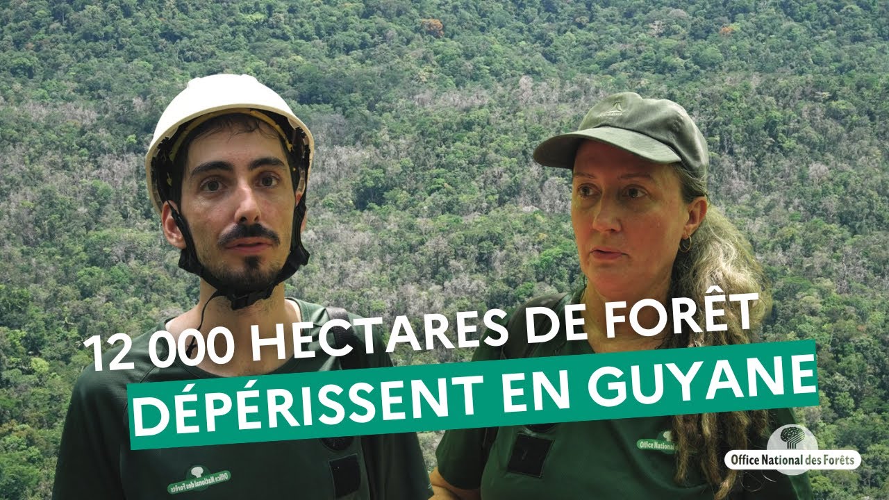 12 000 hectares de forêts dépérissent en Guyane !