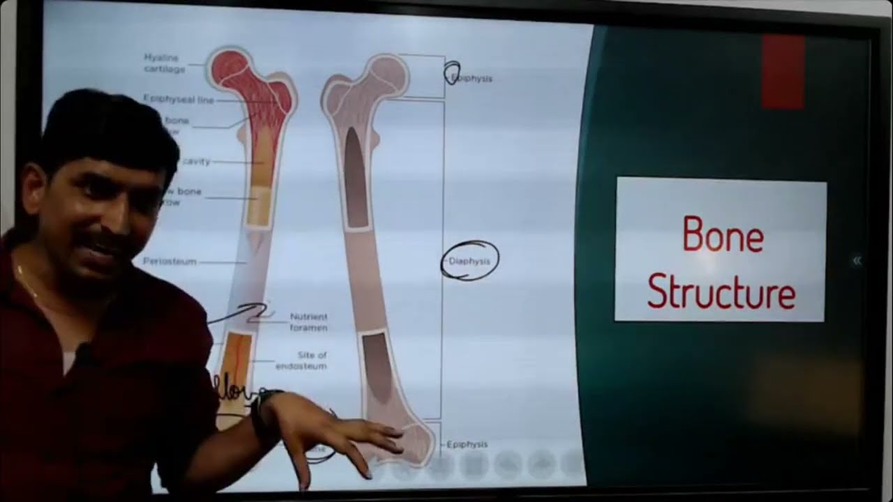 🔬 Structure of Bone Explained in Detail | Anatomy & Physiology for Nursing & Medical Students 🦴