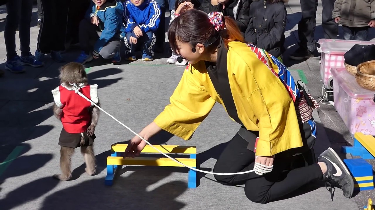 【祝130万回】千葉県野田市・櫻木神社　【戦豆の猿回し】🐵（いちご大福）🍓  Monkeys   Show ベストコンビ　　＃猿回し＃戦豆の猿回し＃いちご大福＃櫻木神社＃猿まわし＃Monkeyshow