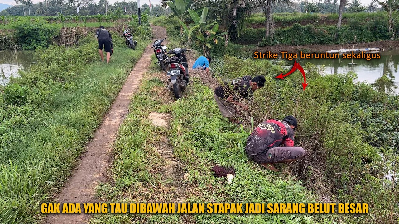 GAK SENGAJA MENEMUKAN SARANG BELUT BELUT DIBAWAH JALAN STAPAK