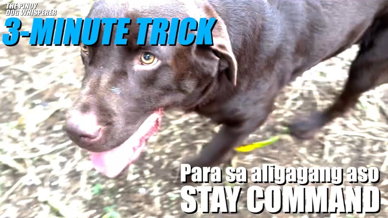 3-MINUTE TRICK: STAY dog command