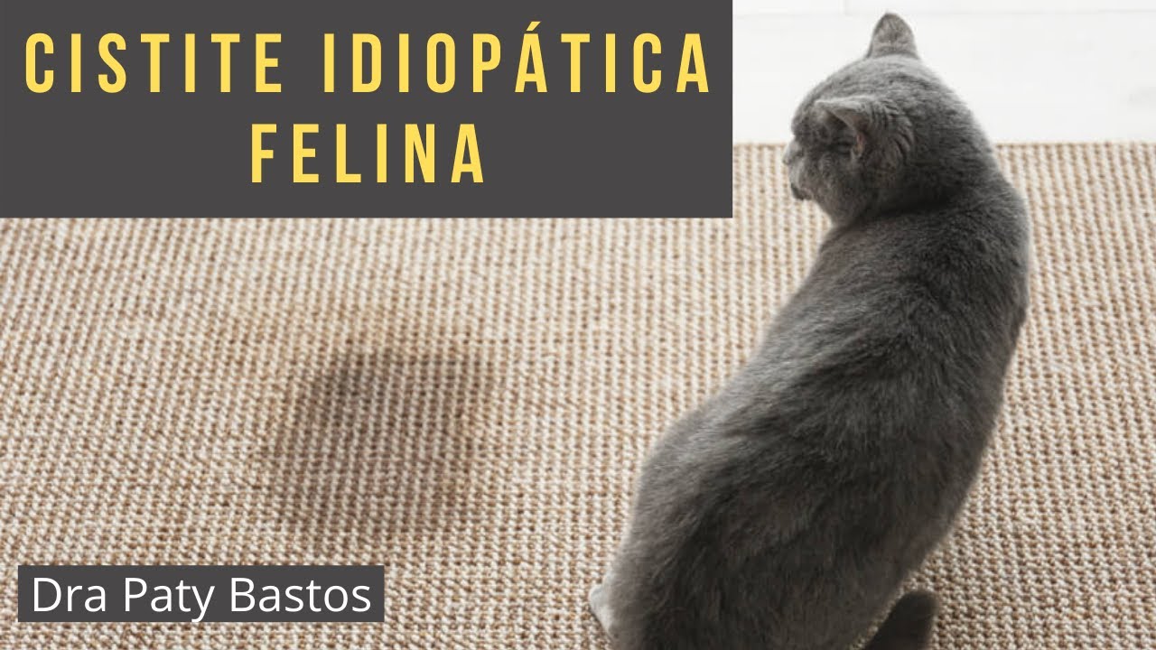 Cistite Idiopática Felina | Dra Paty Bastos