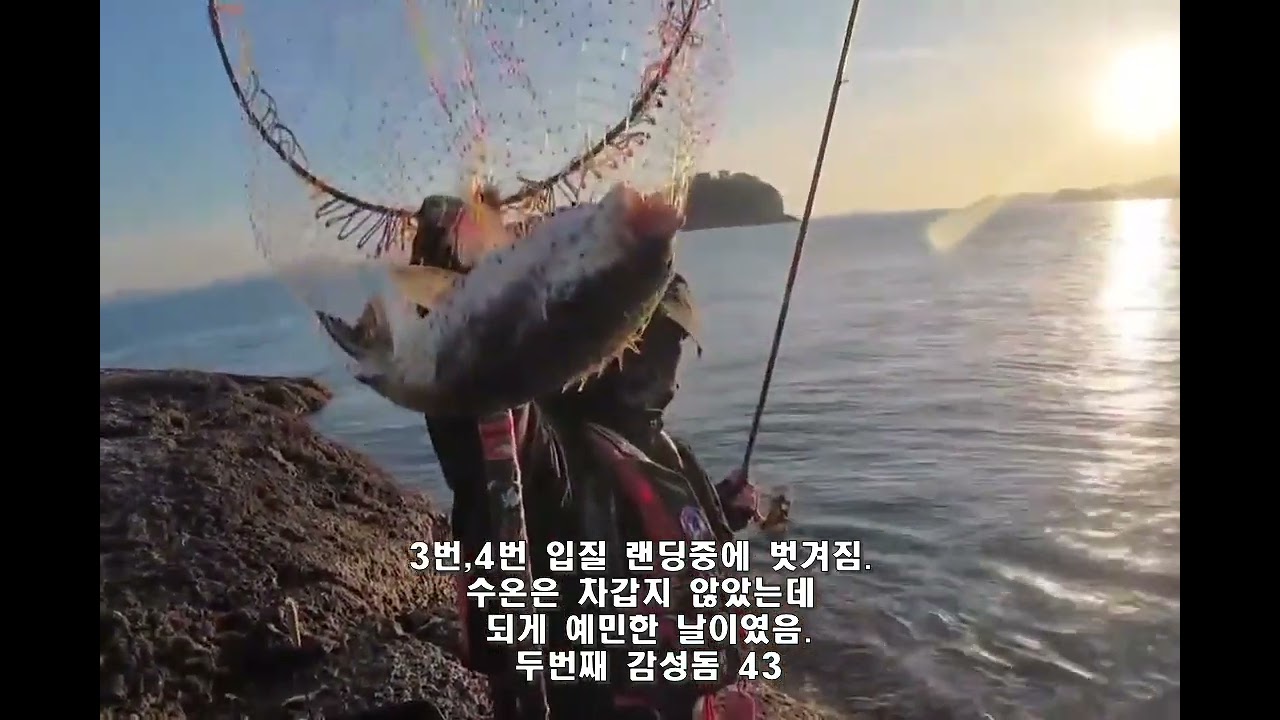 욕지도 하서 감성돔 47,43,42