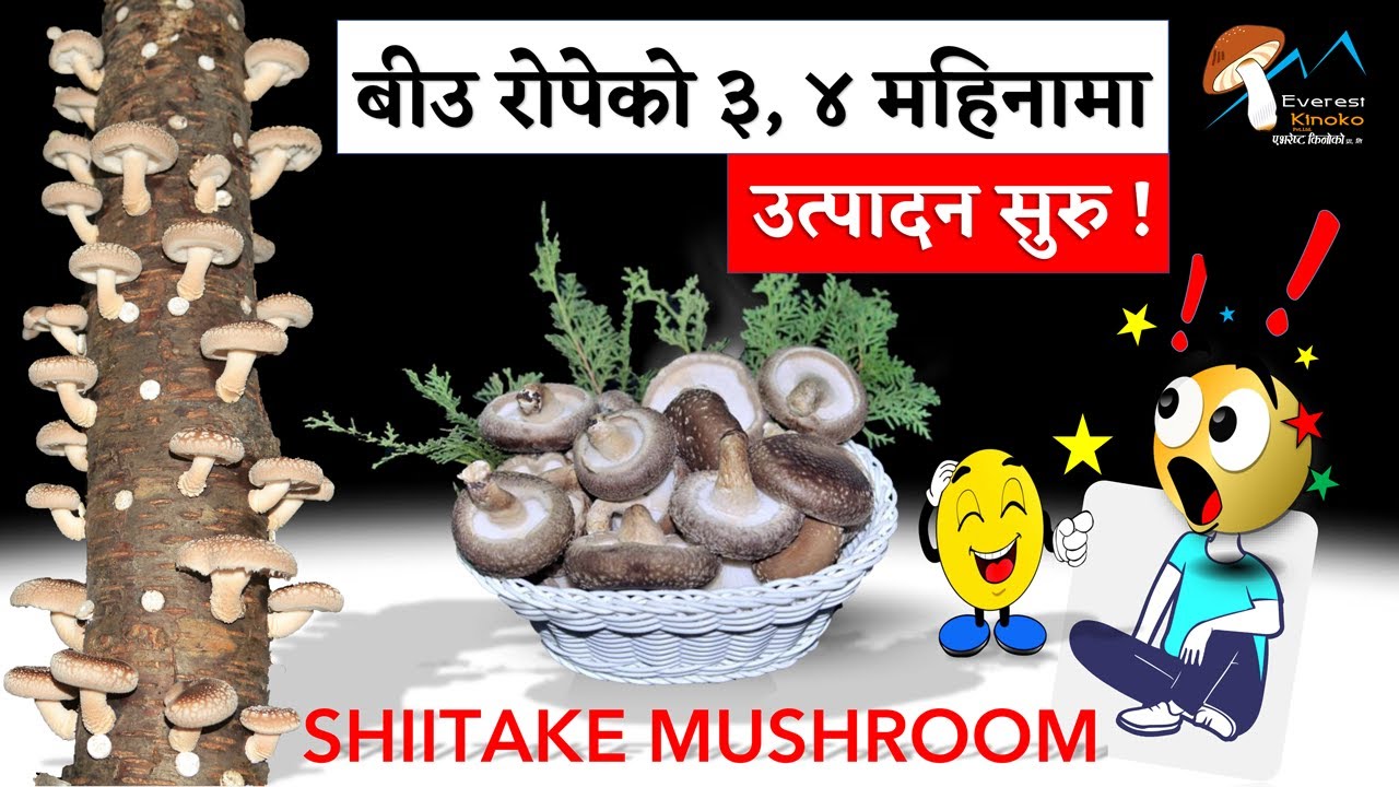 ३ देखि ४ महिनामा नै सिताके च्याउ फलाउन सकिने जापानी प्रविधि Grow Shiitake Mushrooms in 3 To 4 Months