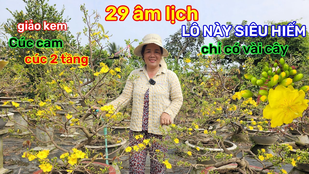 🌲16/2☎️vườn mai Cô Phương☎️vườn cần xả gấp🌲xả lô mai cúc rin🌲bao bông đẹp🌲quá trời rẻ 