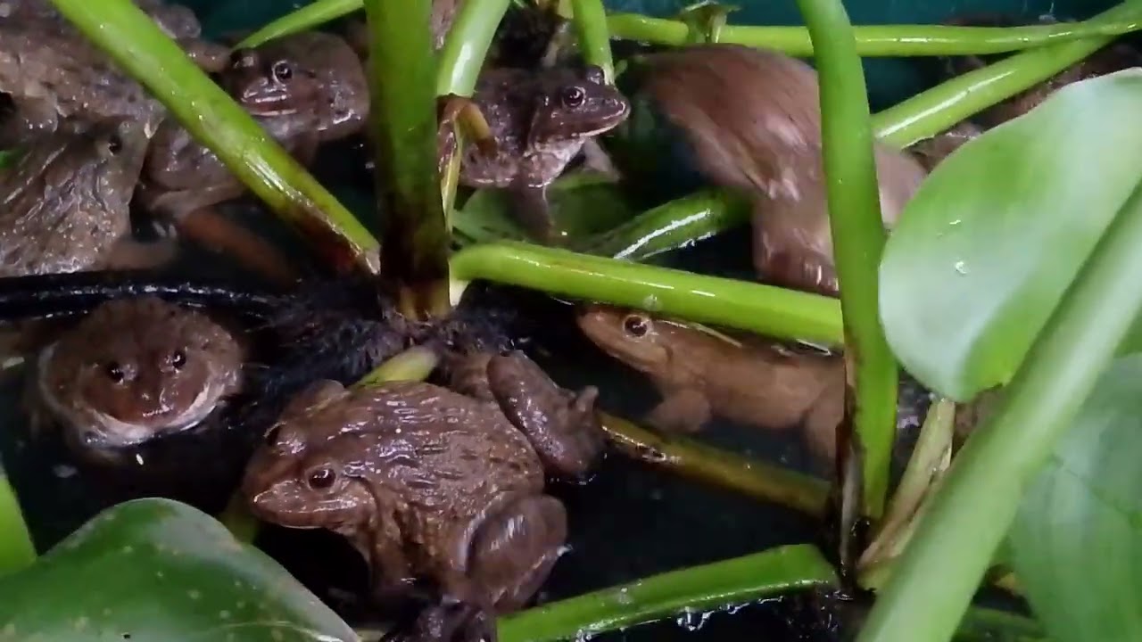 The frog parent is happy when changing the water.#frog #Tang Chun