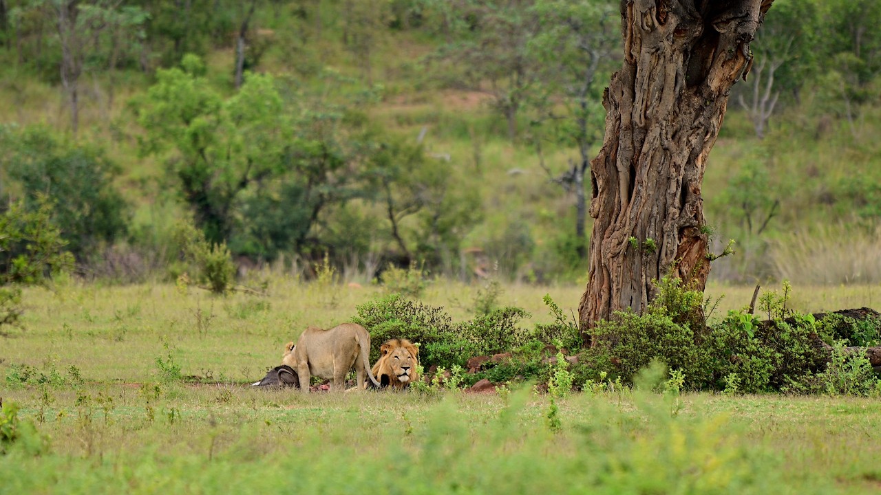 Rhinos, lions & rain: Amy’s wild welcome to Welgevonden