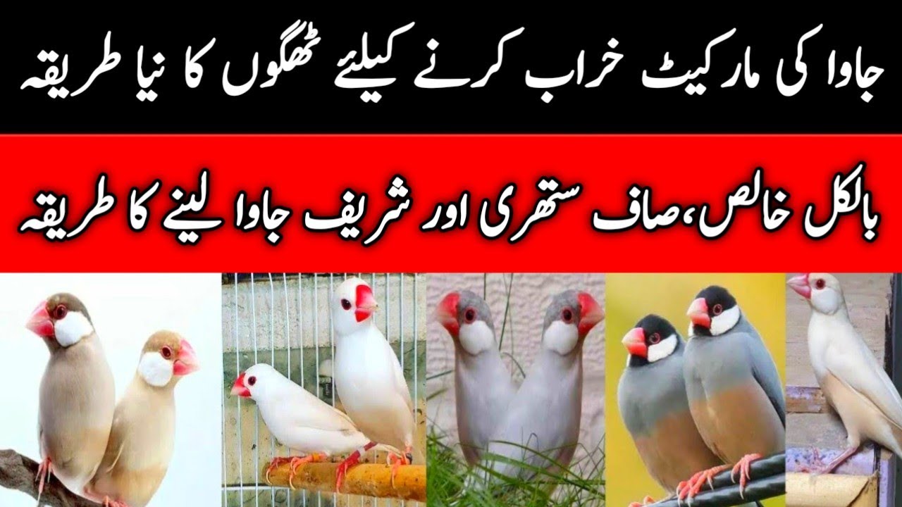 Java Sparrow Buy Karny Ka Sahi Tarika | Java Sparrow Business Tips | Mini Zoo Birds 
